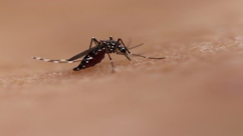 ডেঙ্গুতে মৃত্যুহীন দিনে হাসপাতালে ভর্তি ৩৬৭